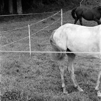 Sarah Walzer Weites Feld 1